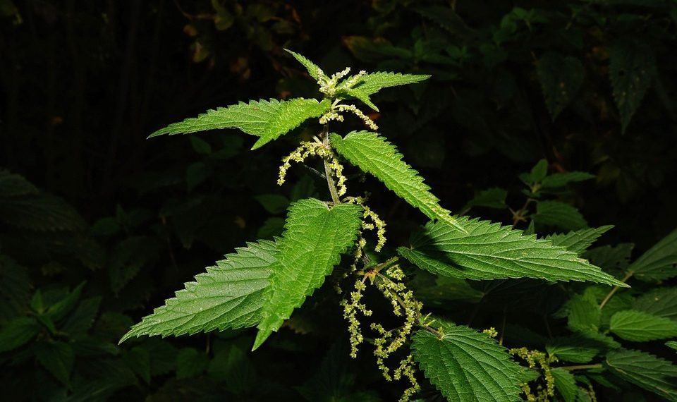 Stinging nettle plant with sharp leaves and tiny flowers.