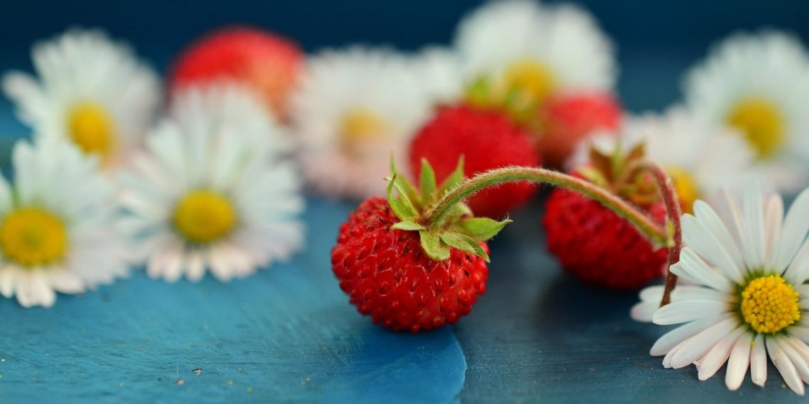 Wild strawberries and daisies on blue surface.