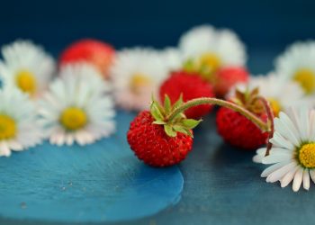 Wild strawberries and daisies on blue surface.