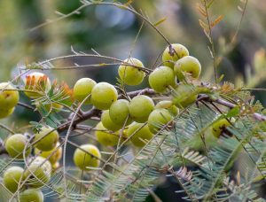 Branch with ripe Indian gooseberries hanging in clusters.
