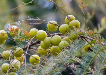 Branch with ripe Indian gooseberries hanging in clusters.
