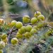 Branch with ripe Indian gooseberries hanging in clusters.