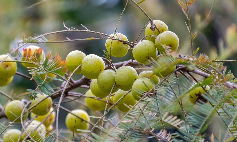 Branch with ripe Indian gooseberries hanging in clusters.