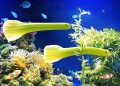 Strange green fish swimming in vibrant coral reef aquarium.