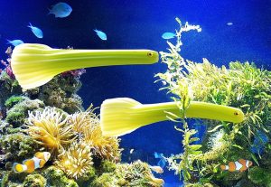 Strange green fish swimming in vibrant coral reef aquarium.