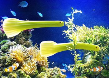 Strange green fish swimming in vibrant coral reef aquarium.