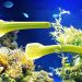 Strange green fish swimming in vibrant coral reef aquarium.