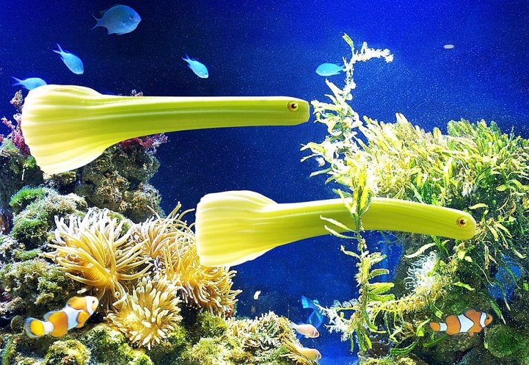 Strange green fish swimming in vibrant coral reef aquarium.
