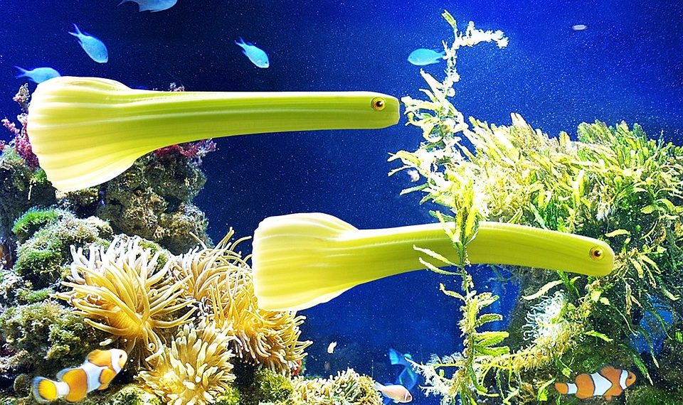 Strange green fish swimming in vibrant coral reef aquarium.