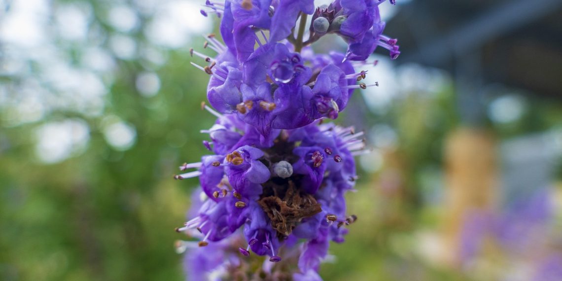 Purple flowers blooming on a garden plant.