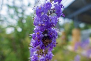 Purple flowers blooming on a garden plant.