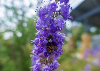 Purple flowers blooming on a garden plant.