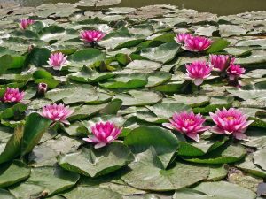 Pink water lilies blooming on a pond surrounded by green leaves.