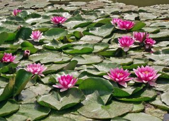 Pink water lilies blooming on a pond surrounded by green leaves.
