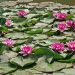 Pink water lilies blooming on a pond surrounded by green leaves.