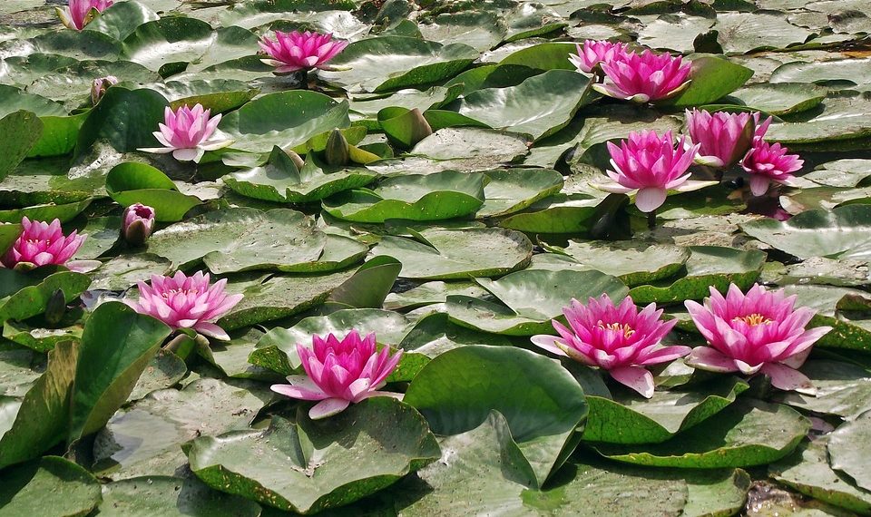 Pink water lilies blooming on a pond surrounded by green leaves.