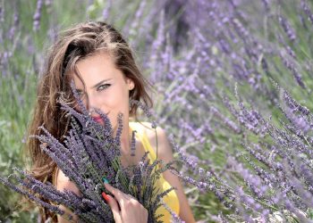 Woman in a lavender field holding fresh lavender blossoms.