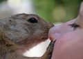Gopher nuzzles a person's nose gently.