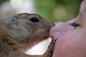 Gopher nuzzles a person's nose gently.