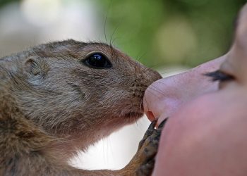 Gopher nuzzles a person's nose gently.