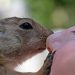 Gopher nuzzles a person's nose gently.