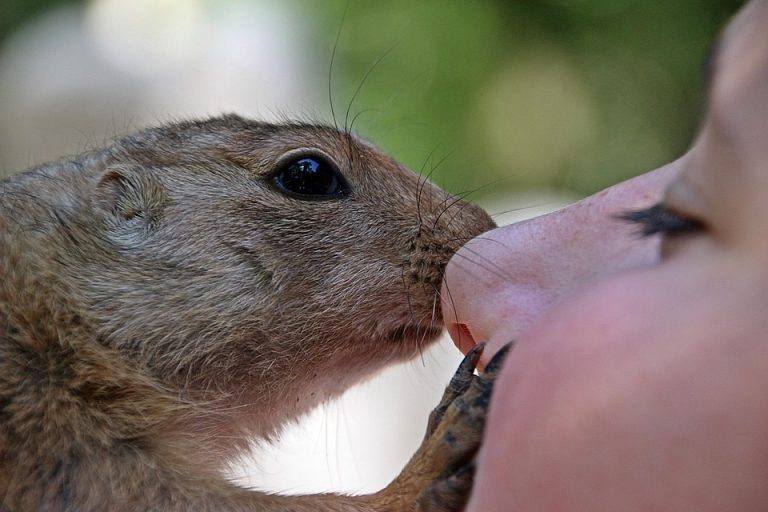 Gopher nuzzles a person's nose gently.