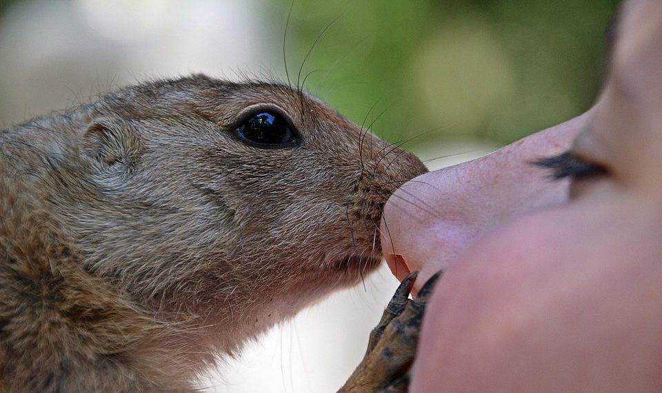 Gopher nuzzles a person's nose gently.