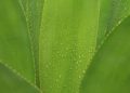 Dew-covered aloe vera leaf with vibrant green color.