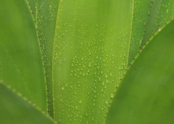 Dew-covered aloe vera leaf with vibrant green color.