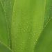 Dew-covered aloe vera leaf with vibrant green color.