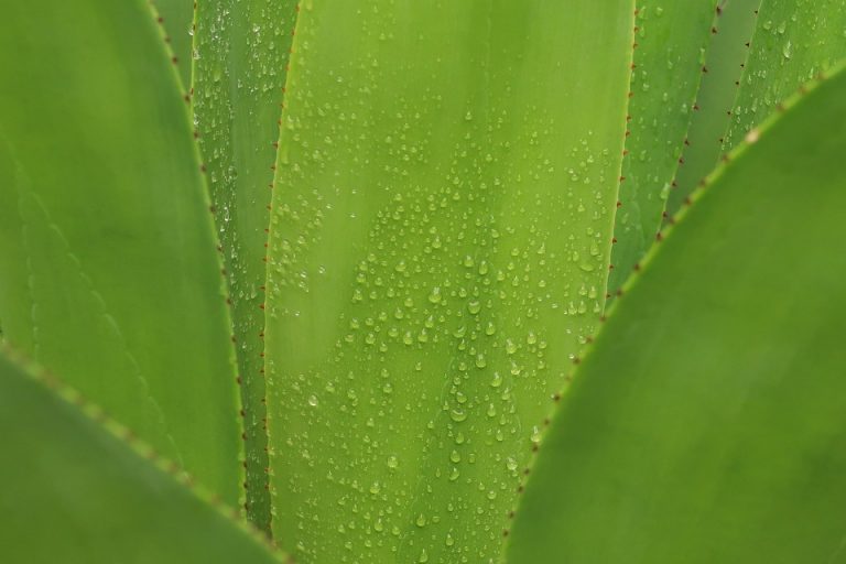 Dew-covered aloe vera leaf with vibrant green color.