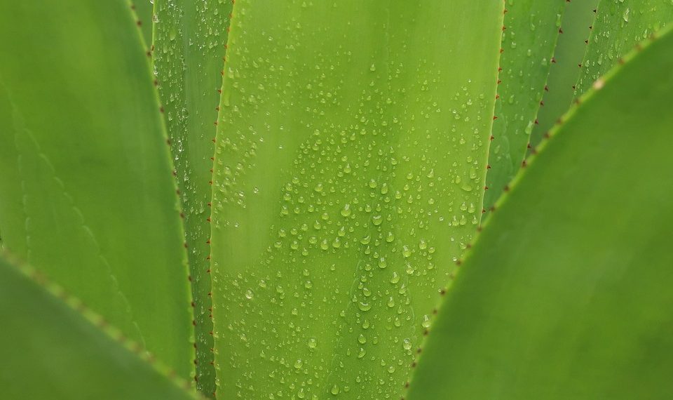 Dew-covered aloe vera leaf with vibrant green color.
