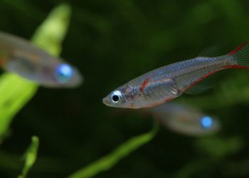 Silver fish swimming in a lush green aquarium.