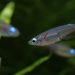 Silver fish swimming in a lush green aquarium.