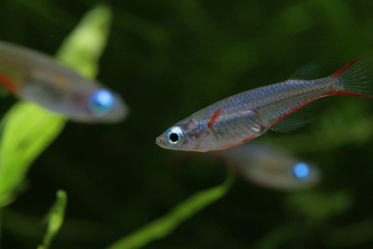Silver fish swimming in a lush green aquarium.