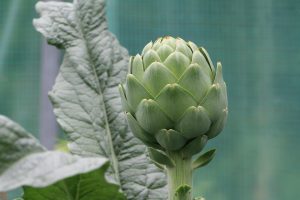 Artichoke plant with large green leaves in garden.