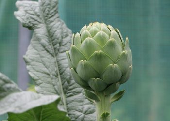 Artichoke plant with large green leaves in garden.