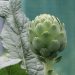 Artichoke plant with large green leaves in garden.