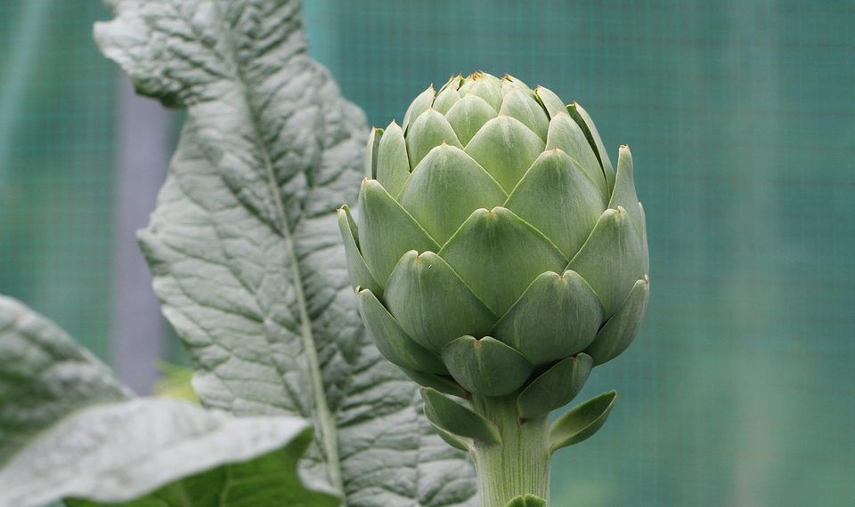 Artichoke plant with large green leaves in garden.
