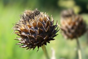 Dried thistle head in a sunlit garden.