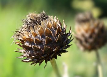 Dried thistle head in a sunlit garden.