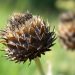 Dried thistle head in a sunlit garden.