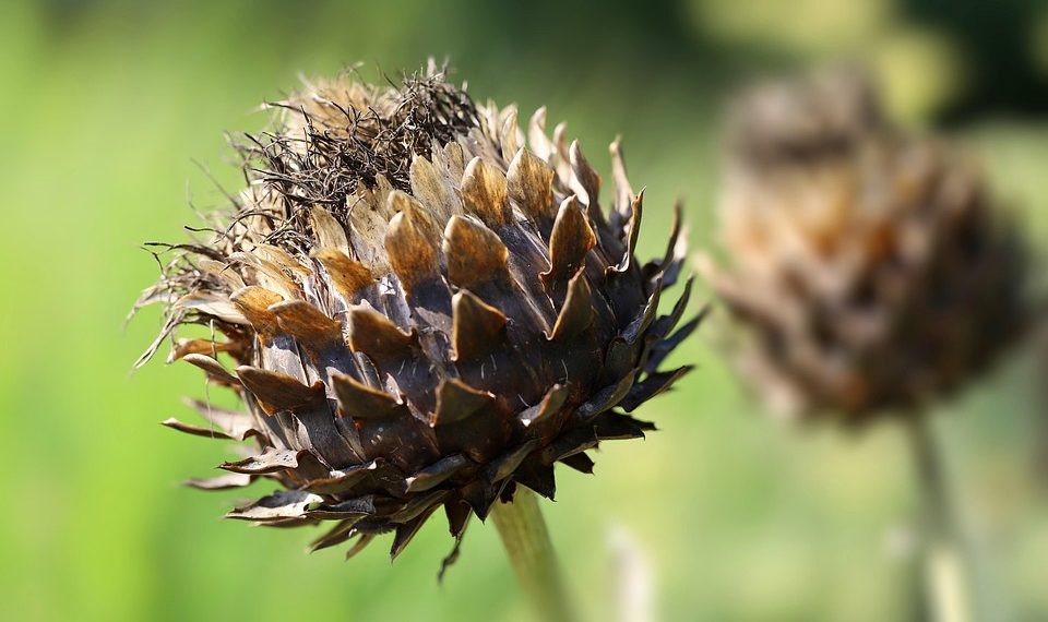 Dried thistle head in a sunlit garden.