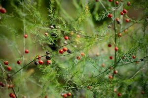 Delicate asparagus fern with bright red berries.