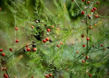 Delicate asparagus fern with bright red berries.