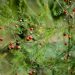 Delicate asparagus fern with bright red berries.