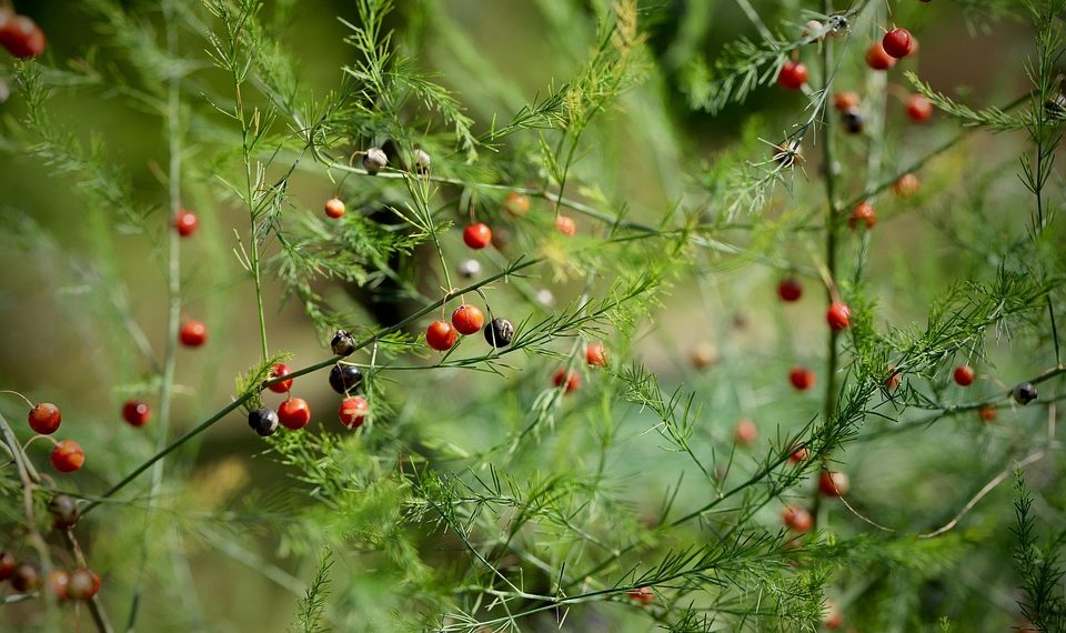 Delicate asparagus fern with bright red berries.
