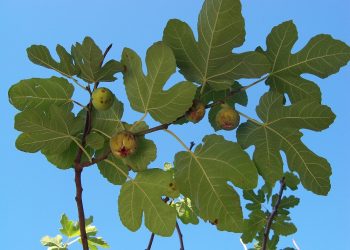 Fig tree with ripe figs under clear blue sky.