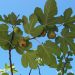 Fig tree with ripe figs under clear blue sky.