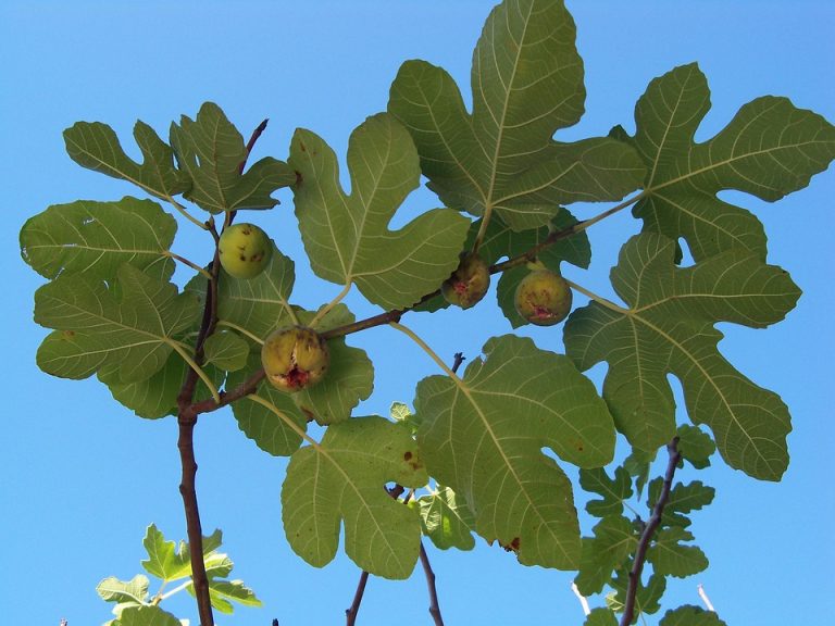 Fig tree with ripe figs under clear blue sky.